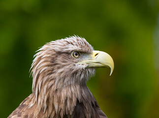 White-tailed eagle