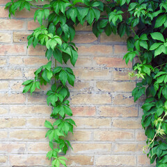 Brick fence wall with ivy climbing over it in the garden on a beautiful summer day