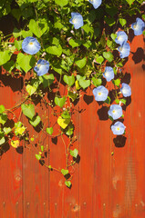 Wooden fence with ivy climbing over it in the garden on a beautiful summer day