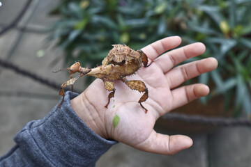 stick insect on child hand.Australian spiney leaf insect brown color on child hand. stick insect...