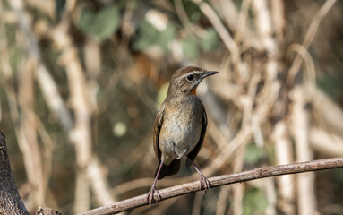 Siberian Rubythroat, Red-necked Nightingale on the dry branch.