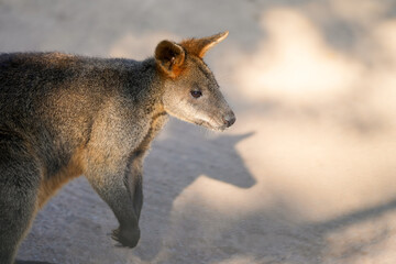 Portrait of a kangaroo with brown fur.
