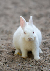 Portrait of a rabbit with white fur.
