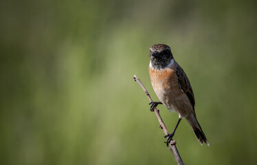 Common Stonechat on dry branch (Animal Portrait)