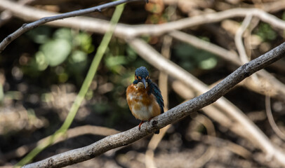 Common Kingfisher on the branch tree.
