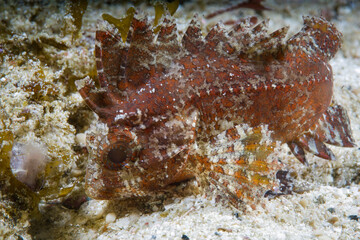 Paracentropogon longispinis, the wispy waspfish, in Raja Ampat, Indonesia