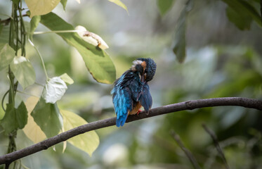 Common Kingfisher on the branch tree.