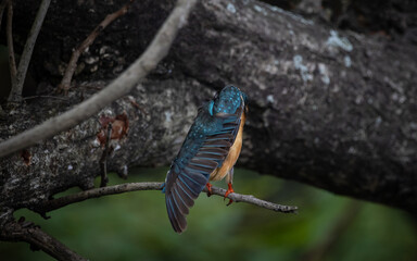 Common Kingfisher on the branch tree.