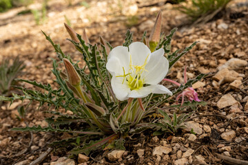 Single Evening Primrose Flower Blooms out of Dry Ground