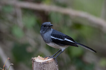 Oriental Magpie-robin on dry branch close up shot.