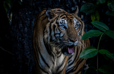 Tiger close up shot (Animal Portrait)