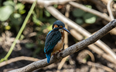 Common Kingfisher on the branch tree.