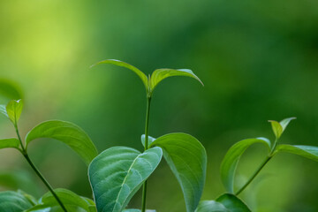 Single Leaf Grows From The Top  of A Dogwood Tree