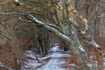 Fototapeta na wymiar Copehagen, Denmark A forest with snow in the winter.