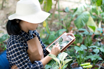 woman arranging plants in the garden