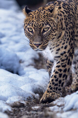 Fototapeta na wymiar Persian leopard (Panthera pardus saxicolor) in winter.