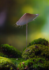 Water drop falling and colliding with another one	