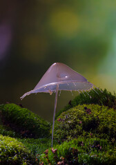Water drop falling and colliding with another one	