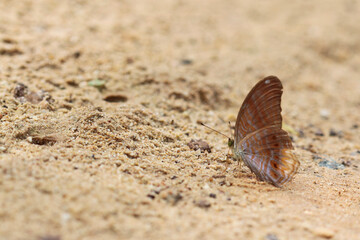 butterfly on the sand macro