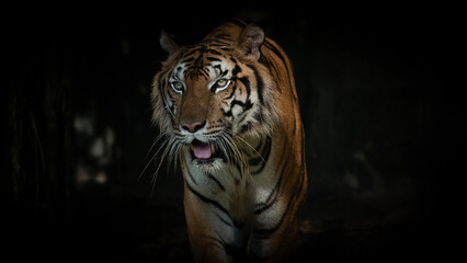 Fototapeta na wymiar Photos of tiger in naturally.