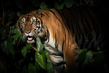 Fototapeta na wymiar Photos of tiger in naturally.