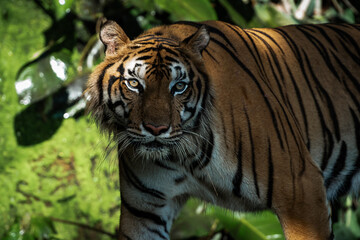 Naklejka premium Photos of tiger in naturally.