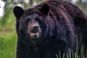 Old american black bear, Ursus americanus