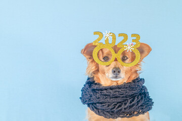 Cute brown dog with festive glasses and black scarf looking at the camera