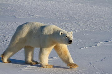 A polar bear walking on snow on a sunny day, near Churchill, Manitoba Canada