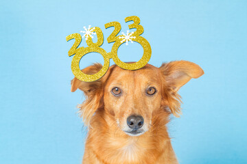 Cute brown dog with glasses celebrating new year's eve