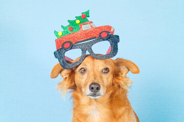 Cute brown dog with festive Christmas glasses