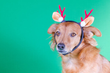 Cute brown dog dressed up as a reindeer celebrating Christmas
