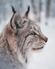 A lynx in a winter landscape with pointy ears and cold weather