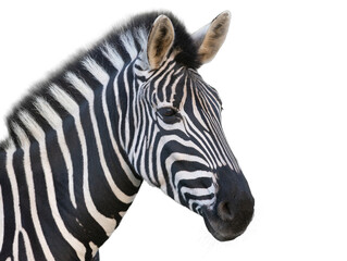 beautiful zebra portrait isolated on white background