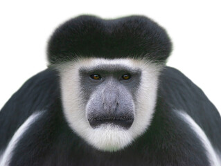 Portrait of an Abyssinian black and white colobus monkey isolated on white background