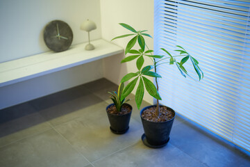 室内に置かれた鉢植えの観葉植物