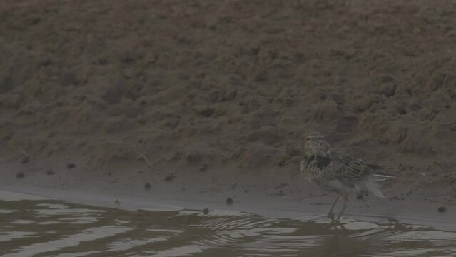 Calandra lark or Melanocorypha calandra drinking. 4K slow motion ProRes