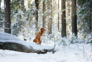 Nova scotia duck tolling retriever in a snowy forest. Pet outdoors in nature