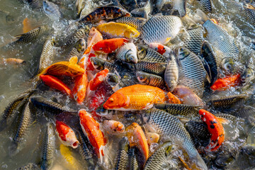 koi fish colorful on the water surface, fancy carp swimming in pond, many fish on the water surface