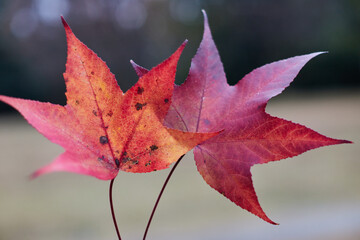 冬の紅葉のアップ写真