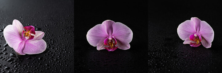 purple phalaenopsis flower on a black background covered with dew drops