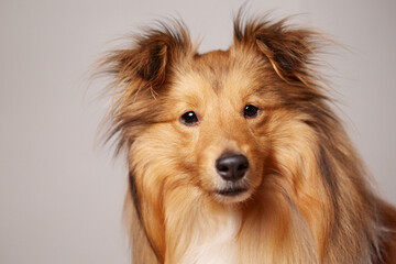 Fluffy Shetland dog portrait on grey background