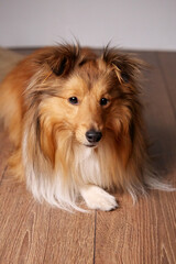 Fluffy cute shetland dog lying on wooden floor