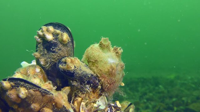Ascidia Sea grapes (Molgula euprocta) on a rock covered with mussels against a background of green water column.