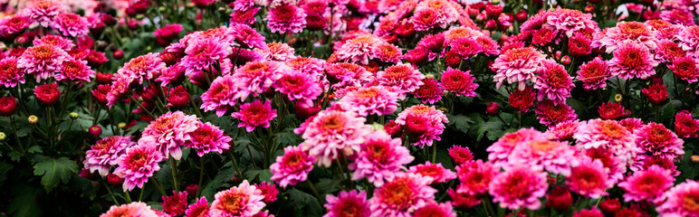 Panorama of Pink Chrysanthemum Flower in The Garden