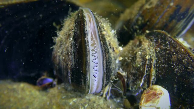 Albino mussel (Mytilus): the white edge of the mantle is visible between the shell valves.