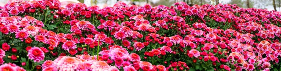Panorama of Pink Chrysanthemum Flower in The Garden