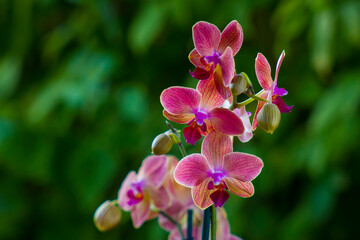 Beautiful pink orchid  -  phalaenopsis