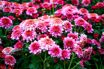 Pink Chrysanthemum flower in The Garden