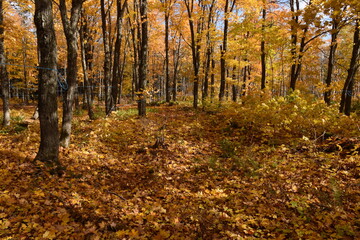 A sugar bush in the fall, Sainte-Apolline, Québec, Canada